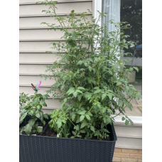 Готовая грядка на ножках Сплендор (Splendor) антрацит