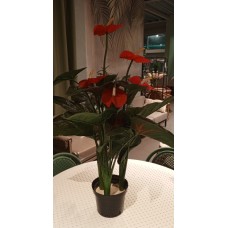 Антуриум  TAG/PLANTS/Антуриум